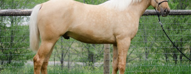 arabian horse for sale
