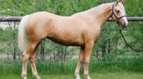 haf arabian palomino for sale