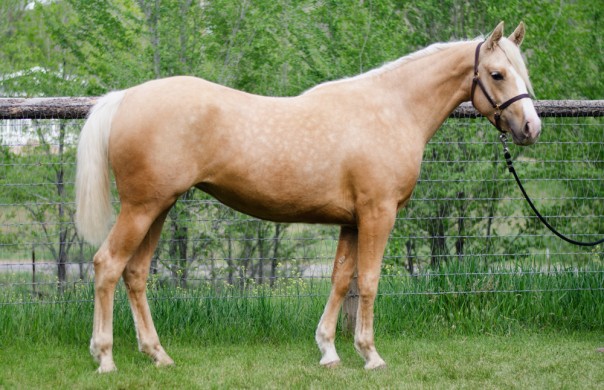 haf arabian palomino for sale