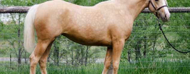 haf arabian palomino for sale