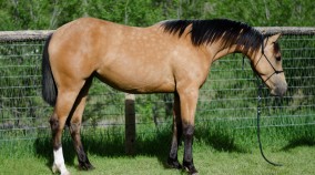 half arabian reining futurity prospect