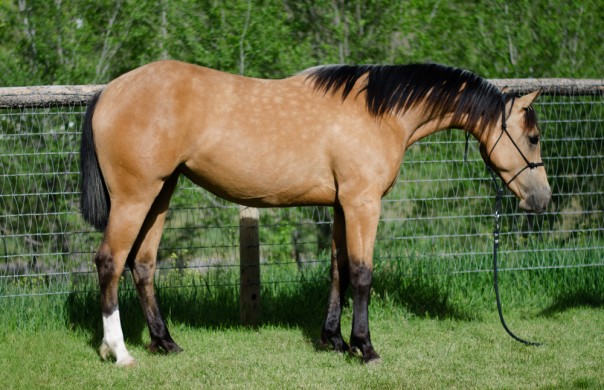 half arabian reining futurity prospect