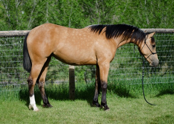 half arabian reining futurity prospect