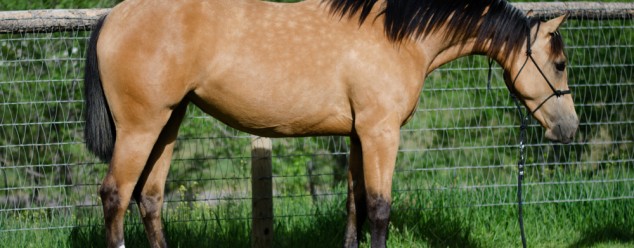 half arabian reining futurity prospect