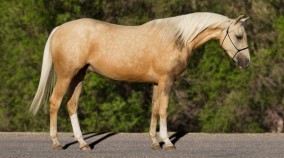 half arabian for sale