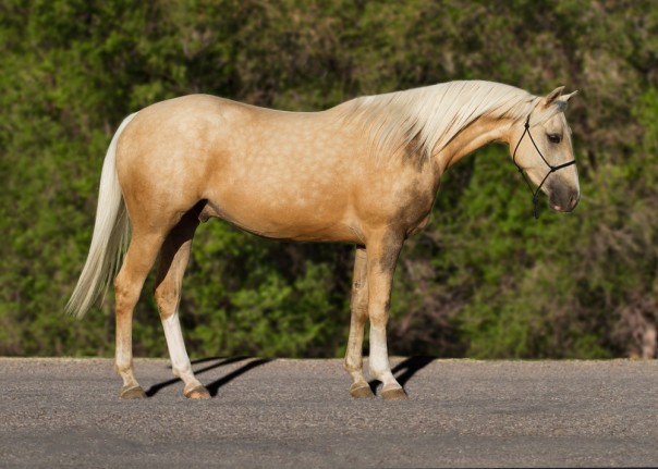 half arabian for sale