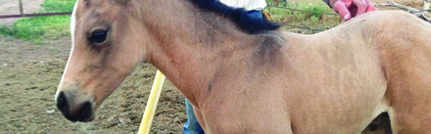 half arabian foal