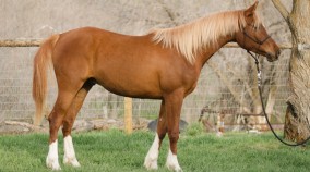 arabian reining prospect
