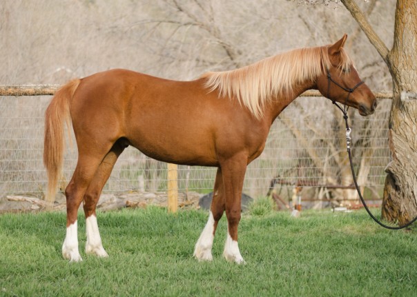 arabian reining prospect