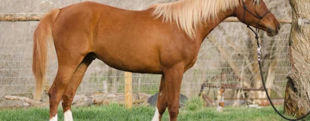 arabian reining prospect