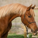 arabian reining
