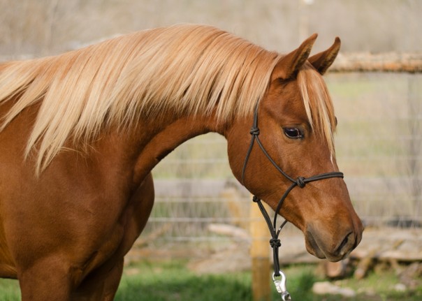 arabian reining