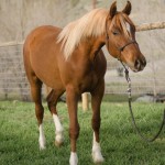 Arabian reiner
