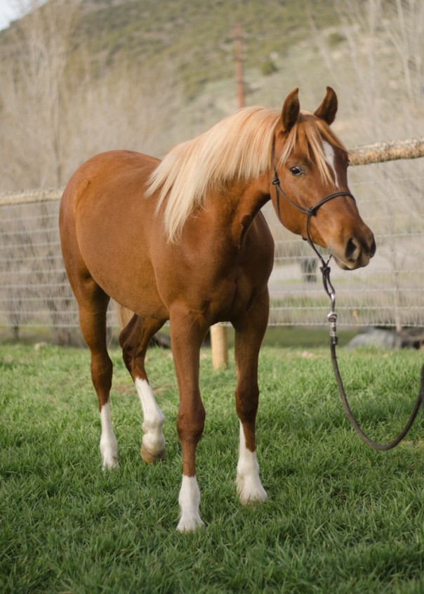 Arabian reiner