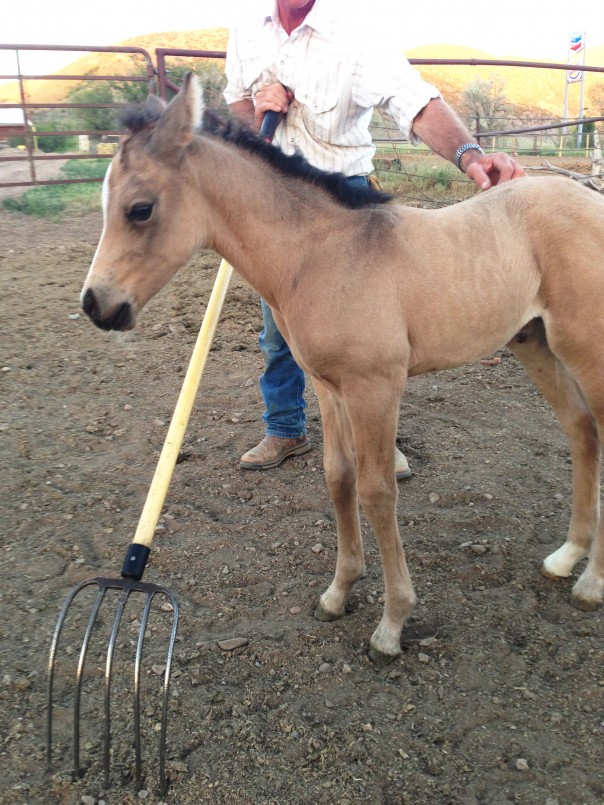 half arabian foal