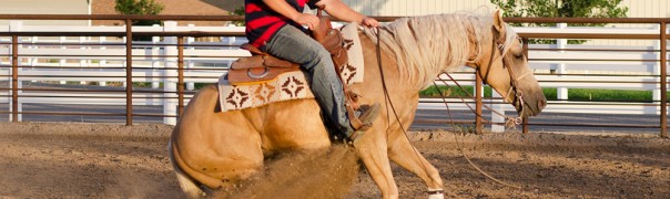 half arabian for sale