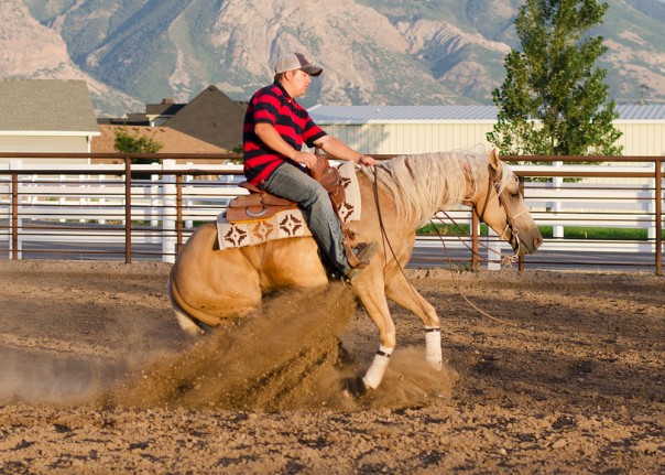half arabian for sale