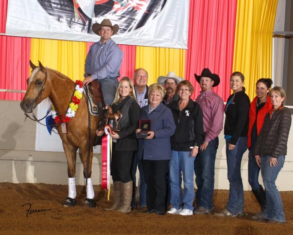 half arab open reining