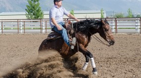 half arabian for sale