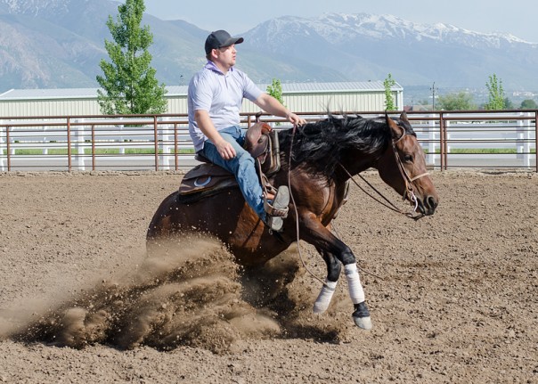 half arabian for sale