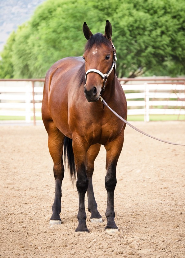 half arabian reining horse for sale