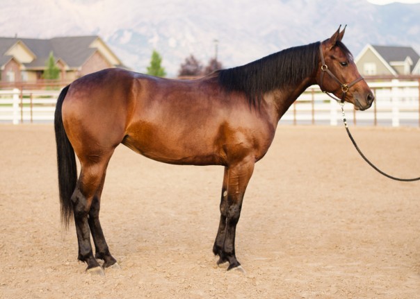 half arabian for sale