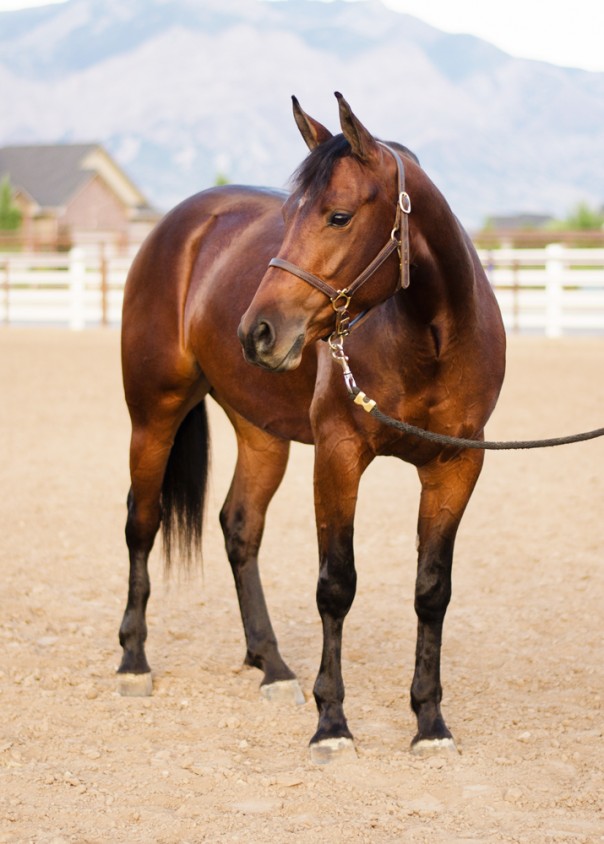 reining horse for sale