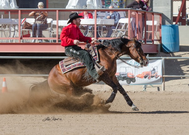 arabian reining