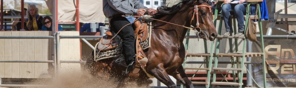 half arab reining futurity
