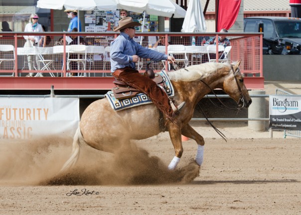 half arab reining