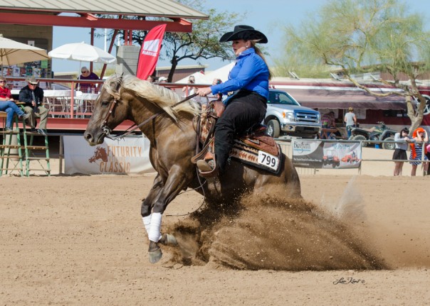 chocolate palomino