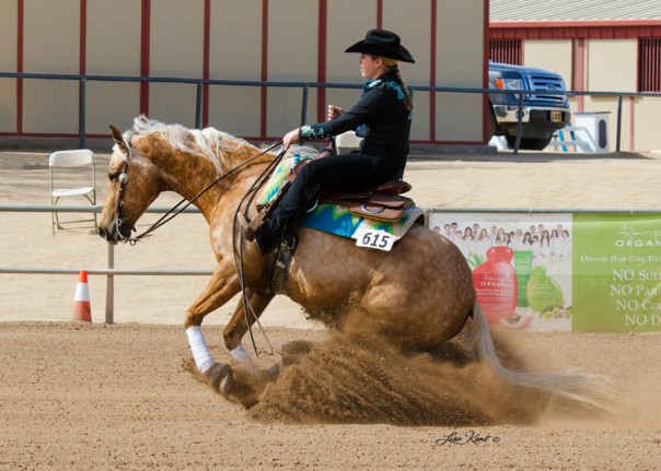 half arabian reining