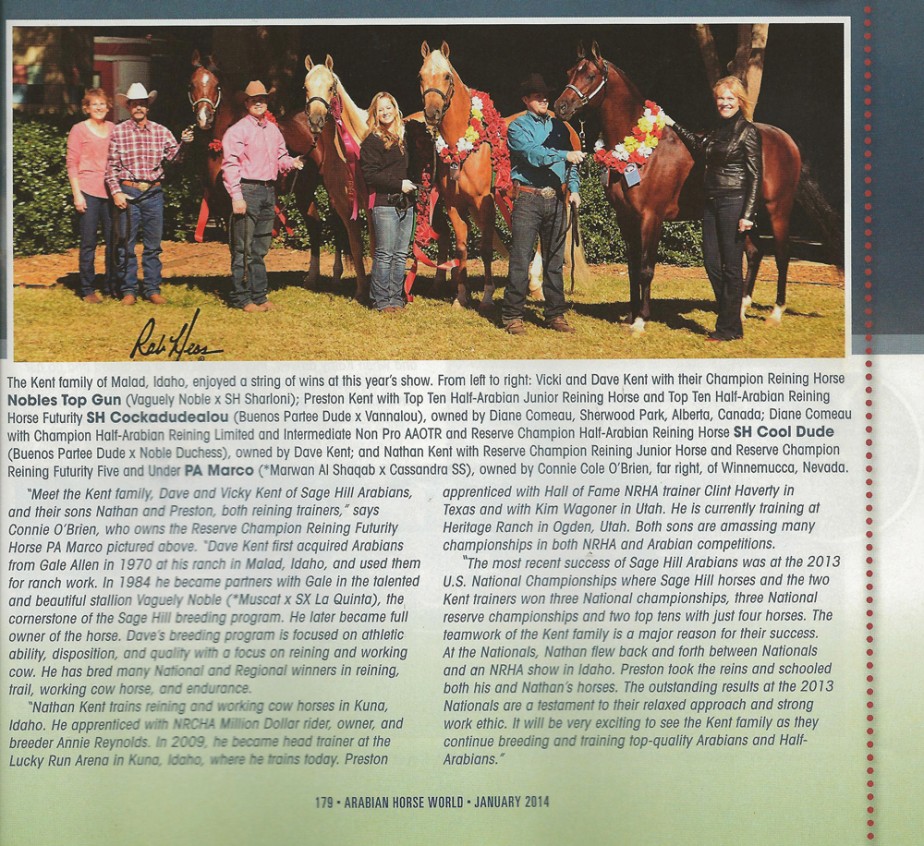 arabian horse world