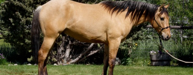 Half arabian reining horse