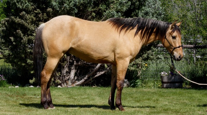 Half arabian reining horse