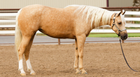 half arabian for sale