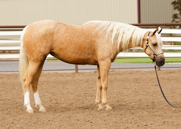 half arabian for sale