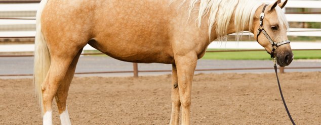 half arabian for sale