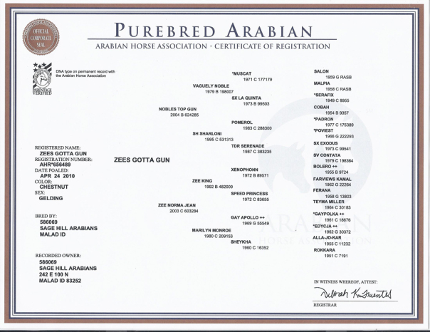 arabian horse papers