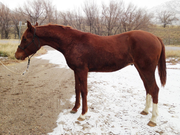 half arab reining prospect for sale