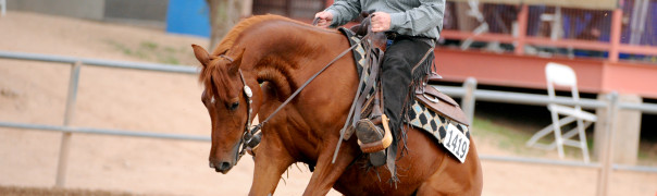 arabian reining horse