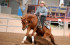 arabian reining horse