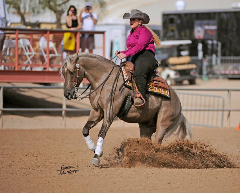 half arabian reining horse
