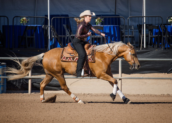 half arabian reining horse
