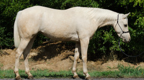 half arabian mare for sale