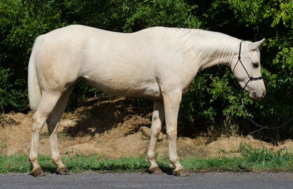 half arabian mare for sale