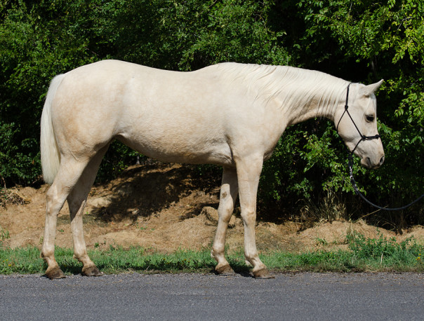 half arabian mare for sale