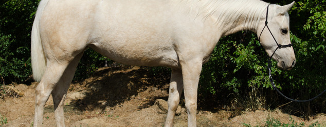 half arabian mare for sale