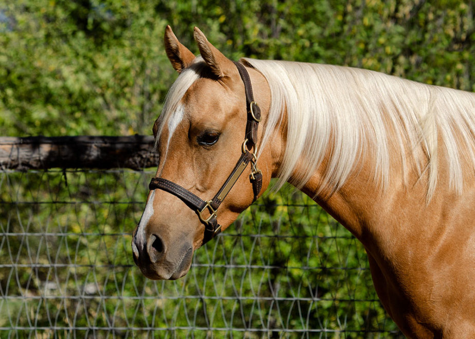 half arabian reining horse for sale