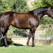 half arabian reining horse for sale